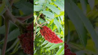 Staghorn Sumac Rhus typhina  Observed in Description [upl. by Ilarrold]