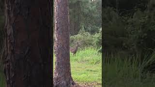 Crazy Reindeer sighting deer wildlife wyoming yellowstonenationalpark wildlife shorts [upl. by Odnomor]