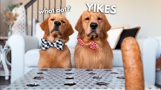 My Dogs React to the Hot Dog Challenge [upl. by Elsilrac865]