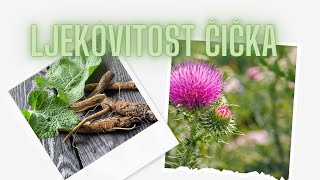 Ljekovitost Čička 🌿 [upl. by Oag]