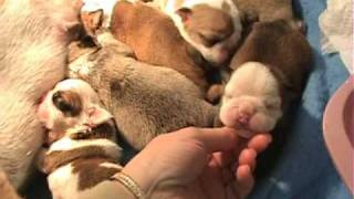 MacysNewBornEnglishBulldogPuppiesavi [upl. by Edgard18]