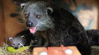 Baby Binturongs aka Bearcats at Perth Zoo [upl. by Nitza]