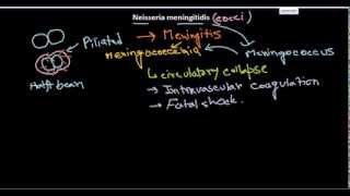 Neisseria meningitidis introduction [upl. by Banna]