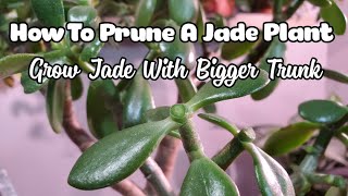 How To Prune And Propagate A Jade Plant  Get Thicker Trunk [upl. by Kcirneh149]