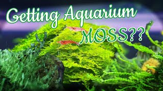 AQUARIUM MOSS Inspiration Mosses you should definitely try [upl. by Ladin]