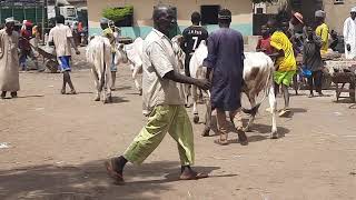 Pure Sokoto Gudali Breed [upl. by Ennaerb]