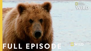 Grizzly Battleground Full Episode  Alaskas Grizzly Gauntlet [upl. by Mizuki]