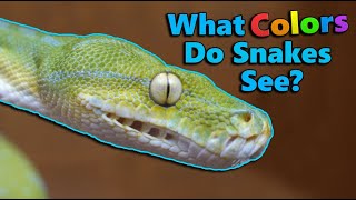 How Snakes Senses Compare to Ours [upl. by Atnim159]