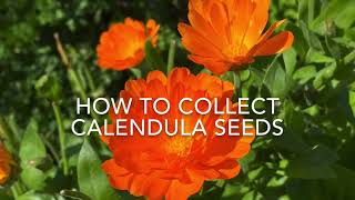 How to Save Calendula Seeds [upl. by Wickman]