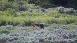 Grizzly Bear Kills Elk Calf in Grand Teton National Park  Yellowstone Ecosystem  July 2nd 2019 [upl. by Pitt195]