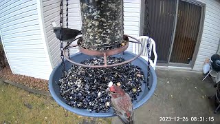 20231226  A House Finch and a Darkeyed Junco make reluctant breakfast partners [upl. by Vahe]