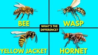 Whats The Difference Between Bees Wasps Yellow Jackets and Hornets [upl. by Shirlee]