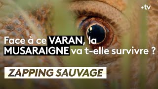 Varan VS Musaraigne  ZAPPING SAUVAGE [upl. by Eizzo]