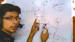 RNA modifications 5 prime cap [upl. by Caughey]