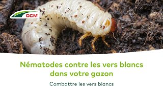 Combattre les vers blancs dans votre gazon [upl. by Doreen56]