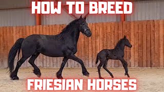 How to breed Friesian horses I explain [upl. by Johny]