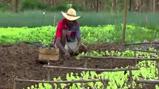 Caminhos da Reportagem  Agricultura familiar [upl. by Thagard]