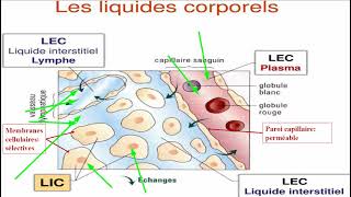 Compartiments liquidiens 1 [upl. by Silloh]