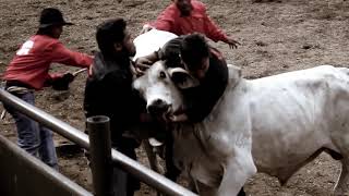 RODEO MASBATEÑO 2019 Highlights [upl. by Hanzelin936]