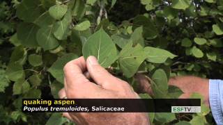 Tress with Don Leopold quaking aspen [upl. by Dorfman]