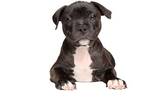 Staffy Puppies 101 Everything You Need to Know [upl. by Ueik]