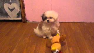 shichon puppy shichon puppies zuchon puppies teddy bear puppy breeder fuzzywuzzypups [upl. by Gnay]