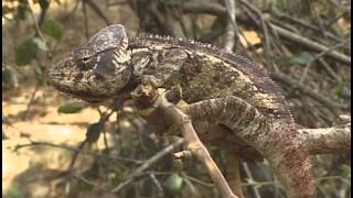 THE CHAMELEONS OF MADAGASCAR [upl. by Atiuqer]