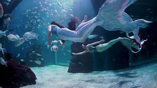 🧜‍♀️🧜‍♀️🧜‍♀️ Mermaids at Jakarta Aquarium amp Safari 🧜‍♀️🧜‍♀️🧜‍♀️ [upl. by Dosh76]