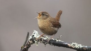 Winter Wren Singing [upl. by Melar]