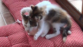 Hyperactive Kittens Finally Drove The Mother Cat Crazy [upl. by Aicemed684]