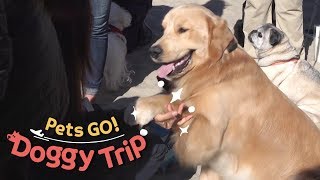 Manu High Five Pets GO Doggy Trip Ep 2 [upl. by Aivil]