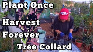 Favorite Vegetable to Grow Tree Collard Buy Once Harvest Forever How to buy amp propagate cuttings [upl. by Anerrol]