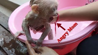 Cute Baby Monkey Very Angry Mummy when Take a Bath [upl. by Auhsoj696]