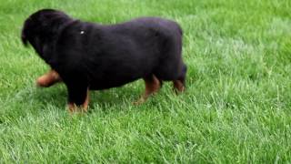 Rottweiler Puppies for Sale [upl. by Rosella]