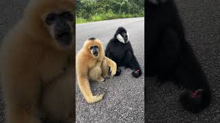 Watch This Adorable Gibbon Run Straight Toward the Camera [upl. by Meldoh]