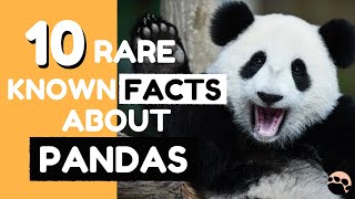 10 Rare Known Facts about Pandas [upl. by Arny]