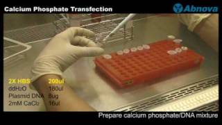 Calcium Phosphate Transfection [upl. by Ahtikal]