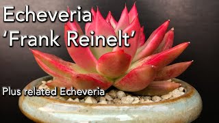 Echeveria Frank Reinelt [upl. by Atirhs]