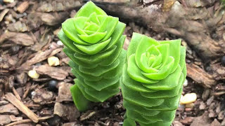 Crassula Varieties including Stacked Crassula Varieties  James Lucas Succulent collection [upl. by Nivrae]