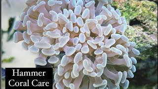 Hammer Coral Care Guide  Easy Beginner Corals  Lighting Flow amp Feeding Euphyllia ancora [upl. by Stephie]