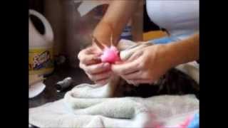 Chicken Bumblefoot Bandaging HOWTO [upl. by Rumit]