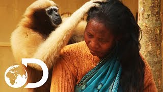 Adorable Ape Shares A Fascinating Relationship With Humans  Wild India [upl. by Madda478]