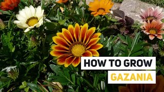 Gazania Growing Guide Treasure Flower by GardenersHQ [upl. by Ursula]