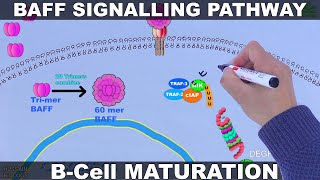 BAFF Signalling Pathway  B Cell Maturation and Survival [upl. by Bikales289]