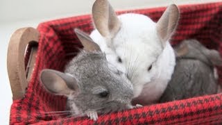 Basket of Chinchillas [upl. by Edveh100]