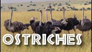 All About Ostriches for Children Ostrich Video for Kids  FreeSchool [upl. by Proulx]