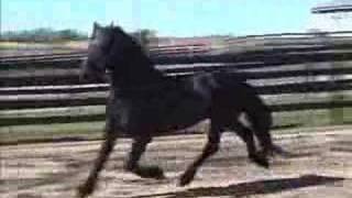 Zero Gravity Friesian Stallion [upl. by Hervey]