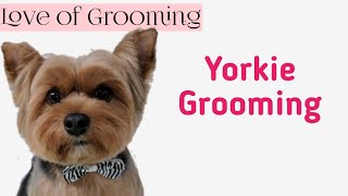 Grooming a Yorkshire Terrier for Easy Maintenance [upl. by Ahsienroc]