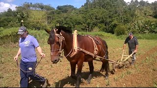 Passando capinadeira no milho com cavalo  Coração Campeiro [upl. by Frankhouse]