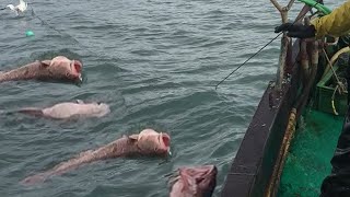 Amazing Longline Fishing videos  Commercial Fishing Big Catch Fish on The Sea [upl. by Seaden]